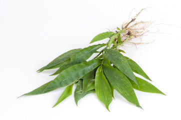 Barbed Grass (Centotheca lappacea (L.) Desv )