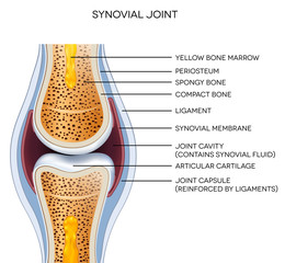 Labeled joint anatomy. Normal joint illustration.