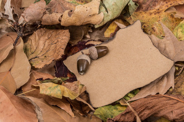 autumn background with dried leaves