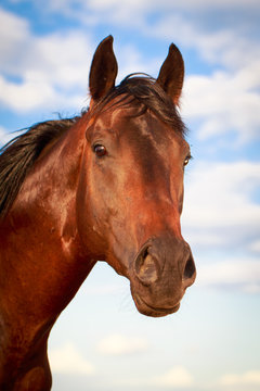 chestnut horse.