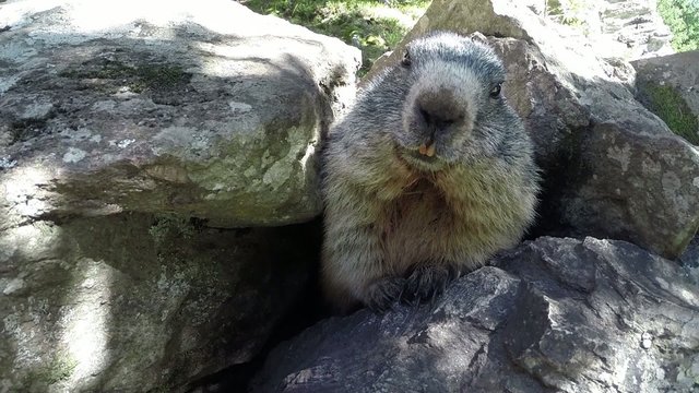 Marmotta curiosa