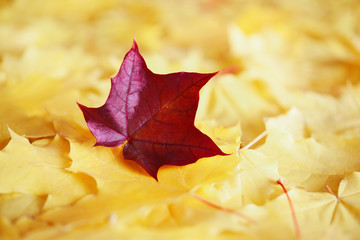 Maple leaves in autumn colours