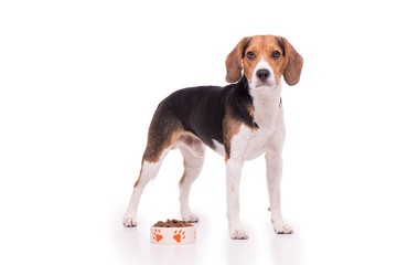 Nice Beagle standing on white background
