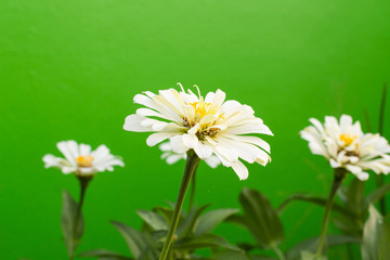 White flower