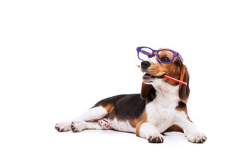 Funny Beagle in glasses with pencil