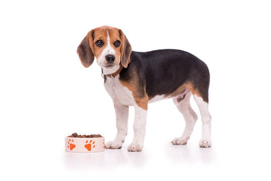 Little Beagle standing on white background