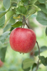 リンゴ畑　陽光