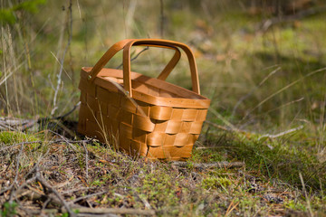 Basket in a sunny forest, mushrooms gathering