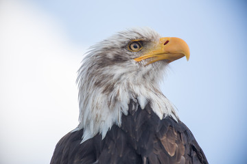 bald eagle close up