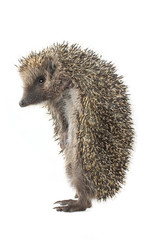 hedgehog