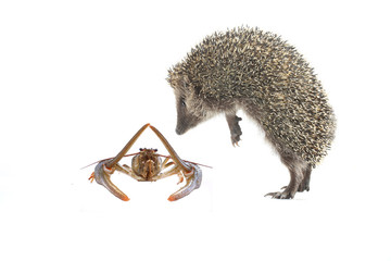 hedgehog and a cancer