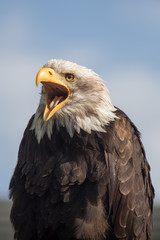 bald eagle close up