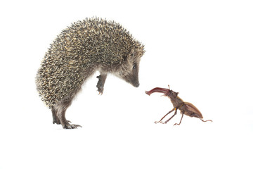 hedgehog and bug
