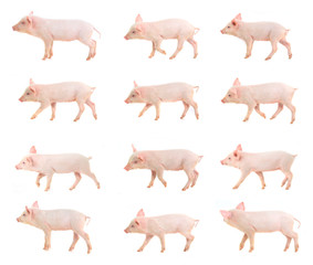 pig