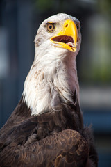 bald eagle close up