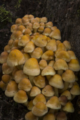 Hypholoma fasciculare,l'Hypholome fasciculé, Hypholome en touff
