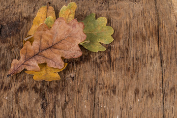 Naklejka na ściany i meble autumn background with dried leaf