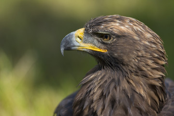 aigle  - Spectacle de fauconnerie