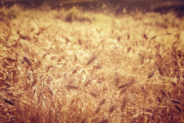 Beautiful wheat field background