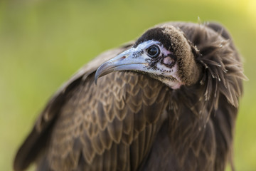 Vautour - Spectacle de fauconnerie