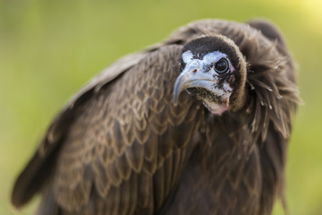 Vautour - Spectacle de fauconnerie