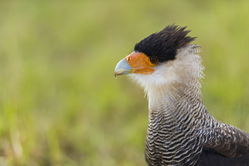 Caracara - Spectacle de fauconnerie