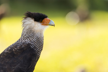 Caracara - Spectacle de fauconnerie