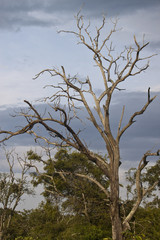 Sillhouettes of trees in Mudumalai National Park, India