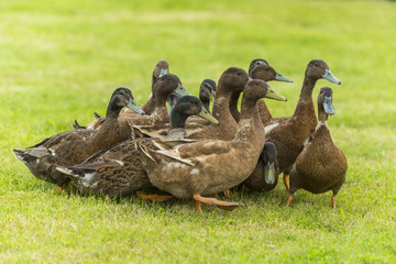 Groupe de canards d'élevage en troupeau