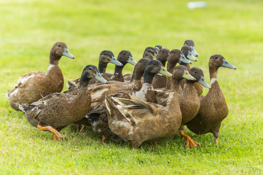 Groupe de canards d'&eacute;levage en troupeau