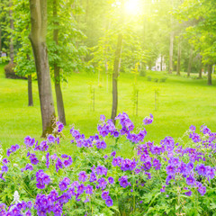 Obraz premium Green park