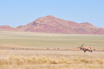 Oryx in grass and mountain landscape