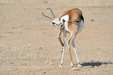 Springbok in a funny position