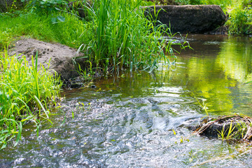 Stream in the tropical forest