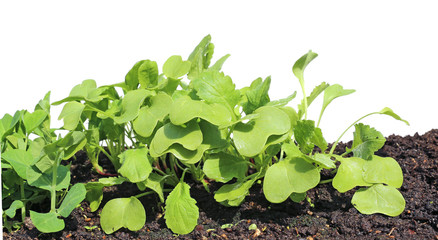 Young seedlings of radishes closeup isolated