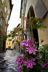 Narrow streets and flowers, cityscape of Lucca, Tuscany