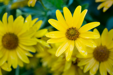 yellow flowers closeup on dark background