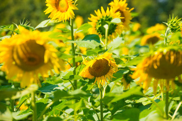 Field of yellow sunflowers