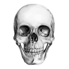Human Skull - obrazy, fototapety, plakaty