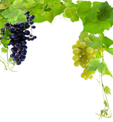 grappes de raisin