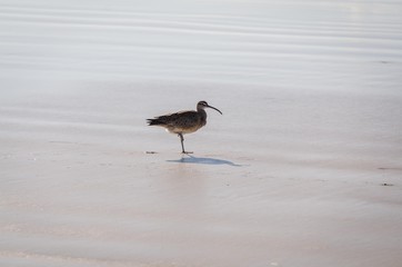 Bird on the beach