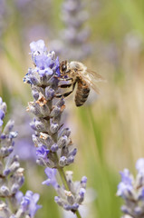 Bee