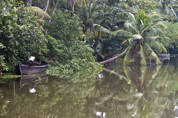 Coconut palms in Backwaters, Kerala, India