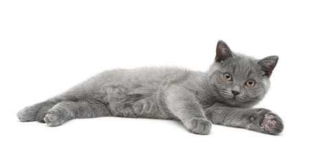Naklejka premium little kitten lies on a white background