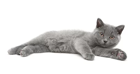 Papier Peint photo autocollant Chat petit chaton se trouve sur un fond blanc