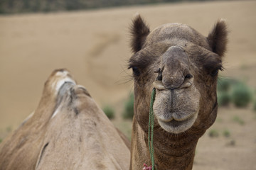 Fototapeta premium Portrait of a camel in desert dunes, India