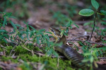 Obraz premium Blindschleiche