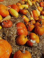 pumpkin straw