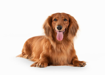 Brown dachshund on white background