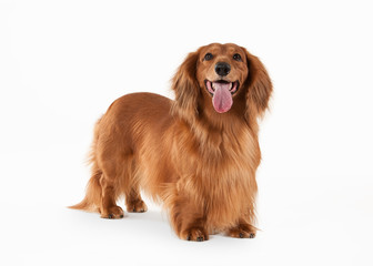 Brown dachshund on white background